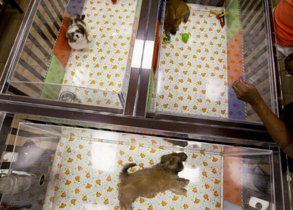 Puppy selling shop near deals me